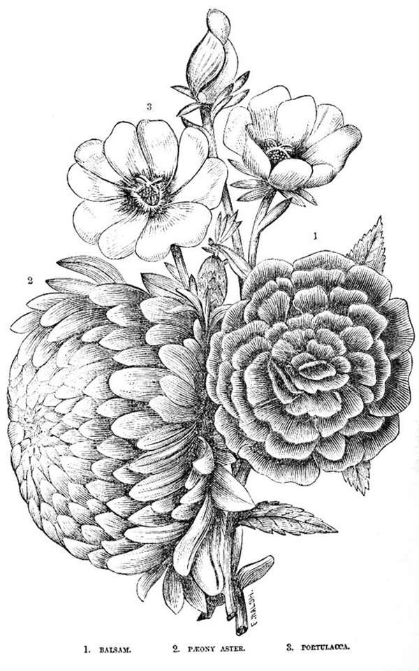 40 Easy Flower Pencil Drawings For Inspiration 4176