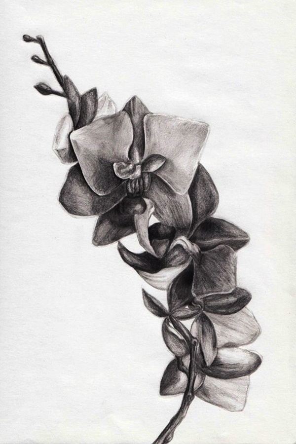 Easy Flower Pencil Drawings For Inspiration