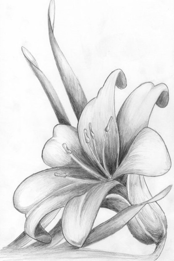 50 Easy Flower Pencil Drawings For Inspiration