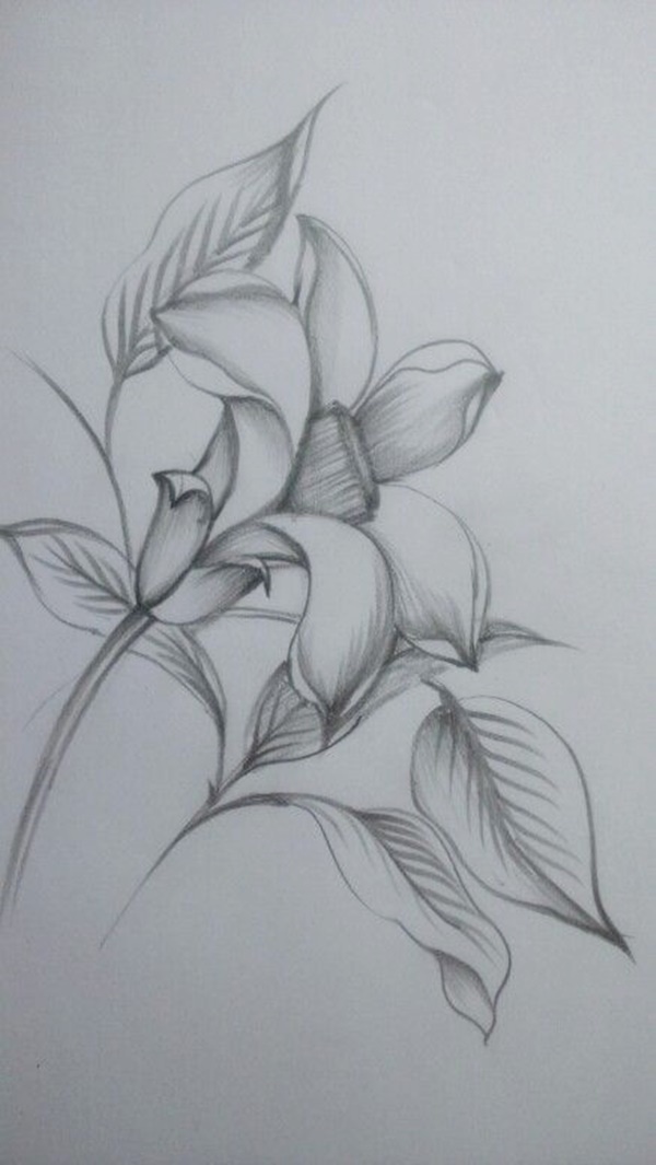 Easy Flower Pencil Drawings For Inspiration