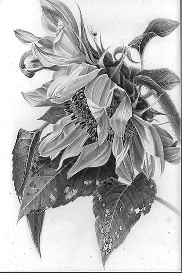 Easy Flower Pencil Drawings For Inspiration