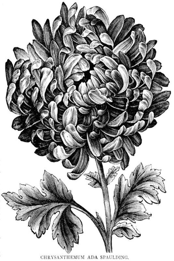 50 Easy Flower Pencil Drawings For Inspiration