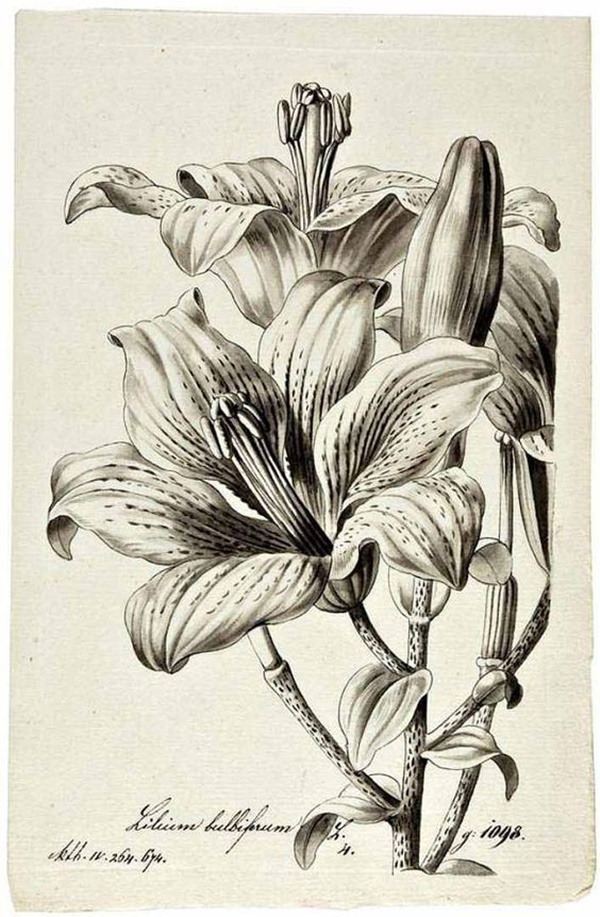 Easy Flower Pencil Drawings For Inspiration