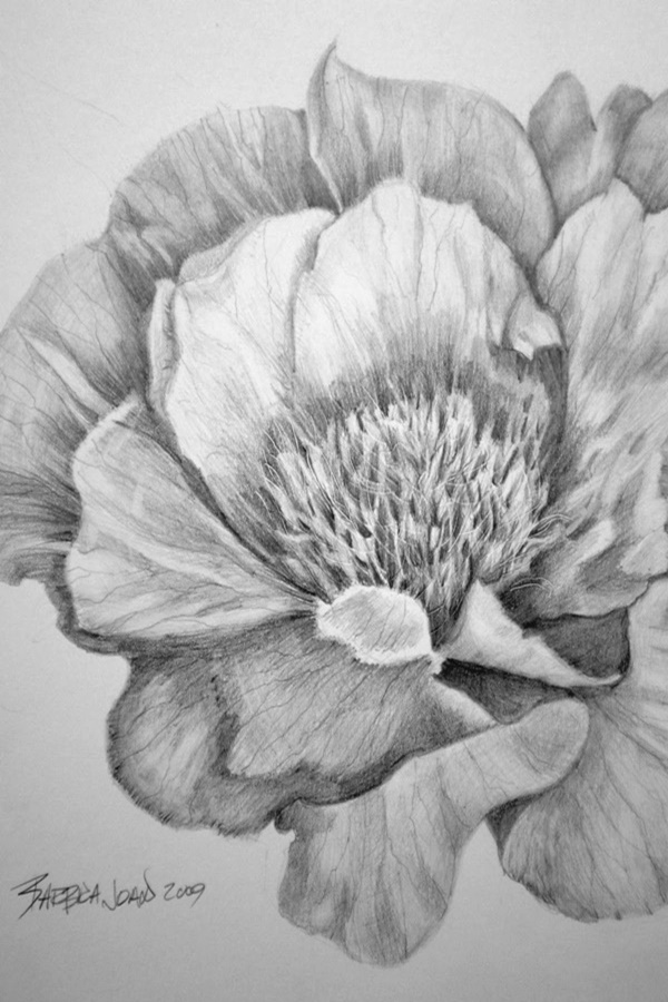 Easy Flower Pencil Drawings For Inspiration