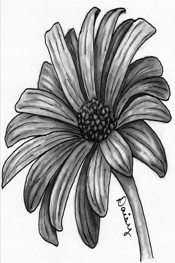 flower pencil illustration