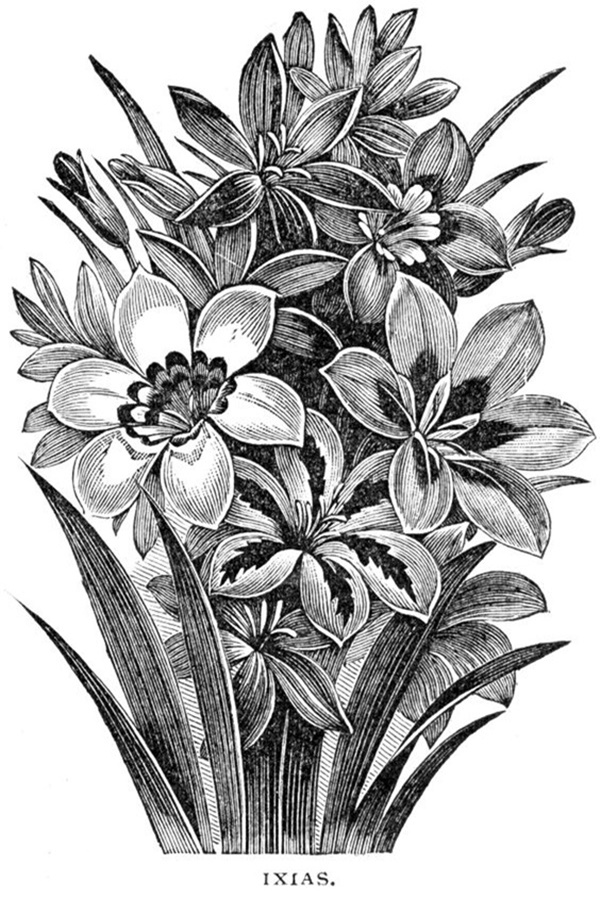 Easy Flower Pencil Drawings For Inspiration