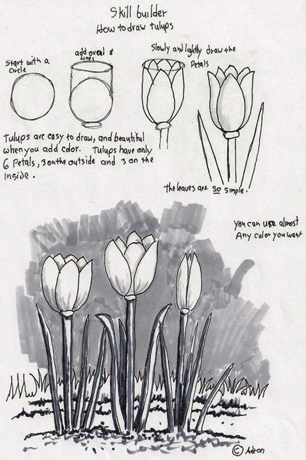 50 Easy Flower Pencil Drawings For Inspiration