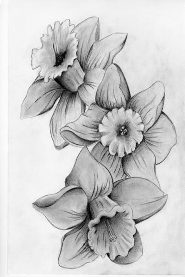 Easy Flower Pencil Drawings For Inspiration