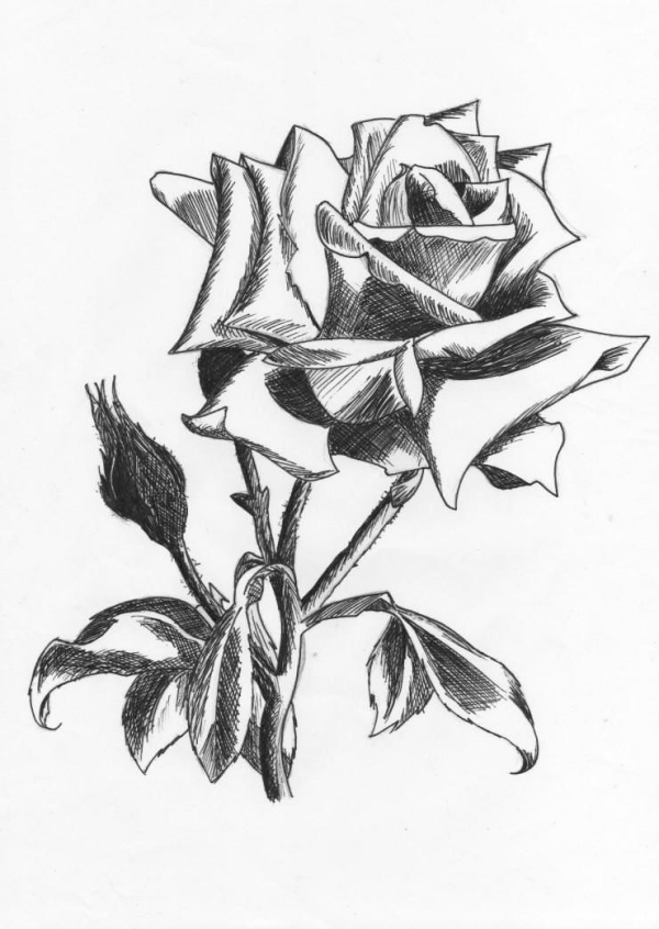 Easy Flower Pencil Drawings For Inspiration