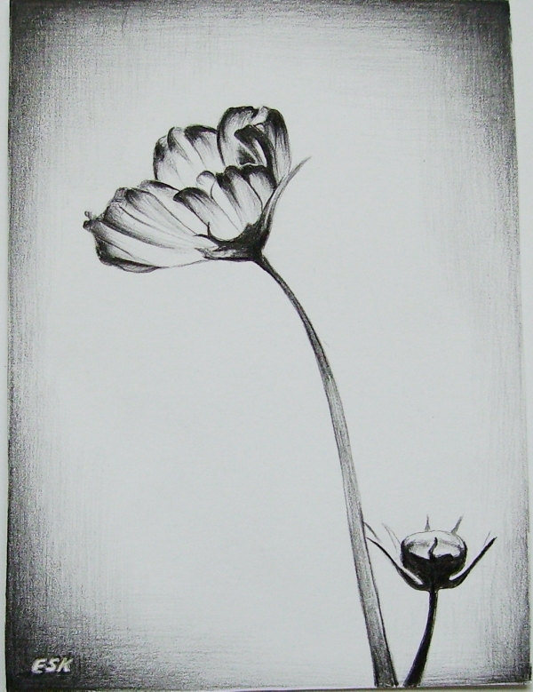 Easy Flower Pencil Drawings For Inspiration