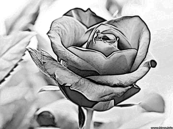 Easy Flower Pencil Drawings For Inspiration