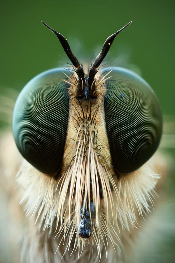 40 Macro Photography Ideas At Home