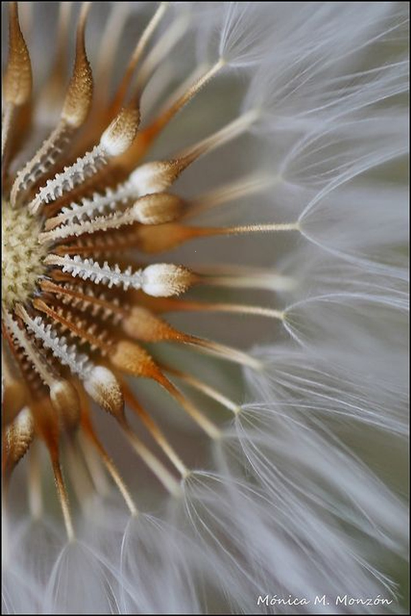 Macro Photography Ideas At Home