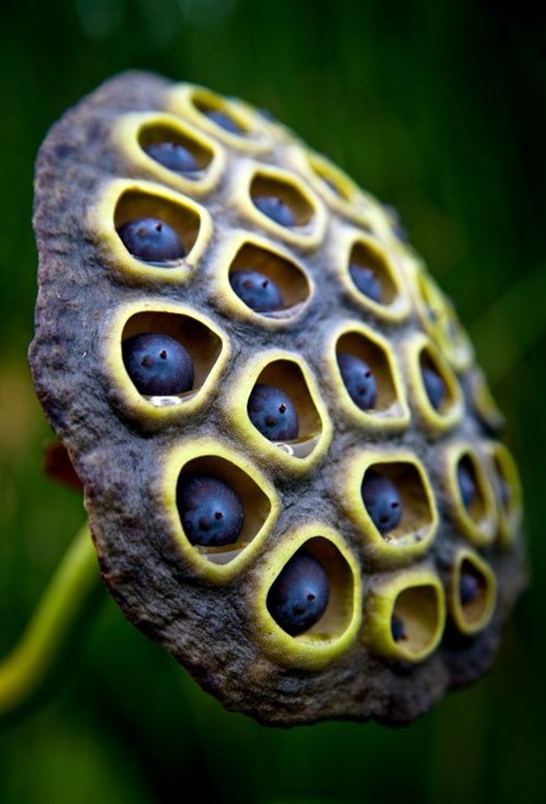 indoor macro photography ideas