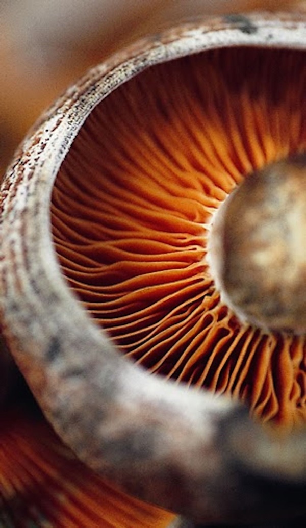 40 Macro Photography Ideas At Home
