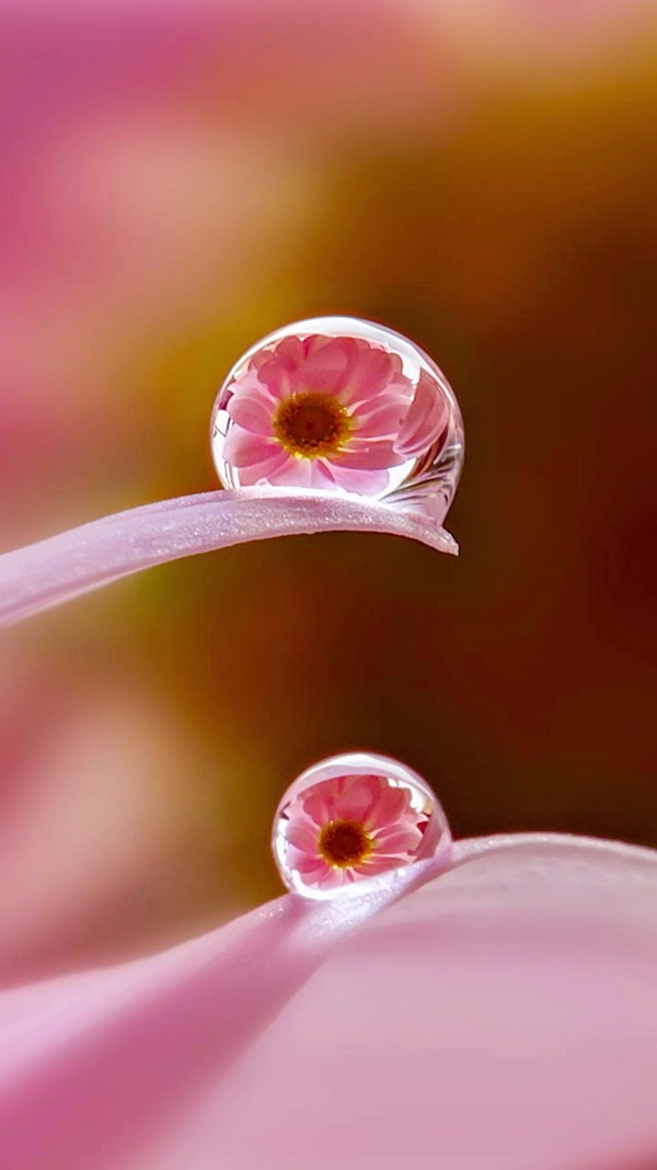 Macro Photography Ideas At Home