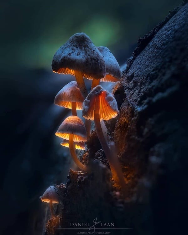 40 Macro Photography Ideas At Home