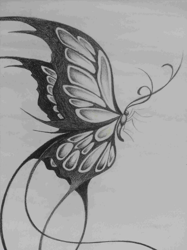 Beautiful Simple Butterfly Drawings In Pencil