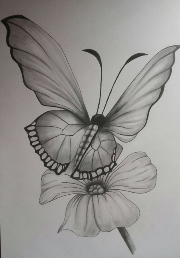 40 Beautiful Simple Butterfly Drawings In Pencil Hobby Lesson 4617