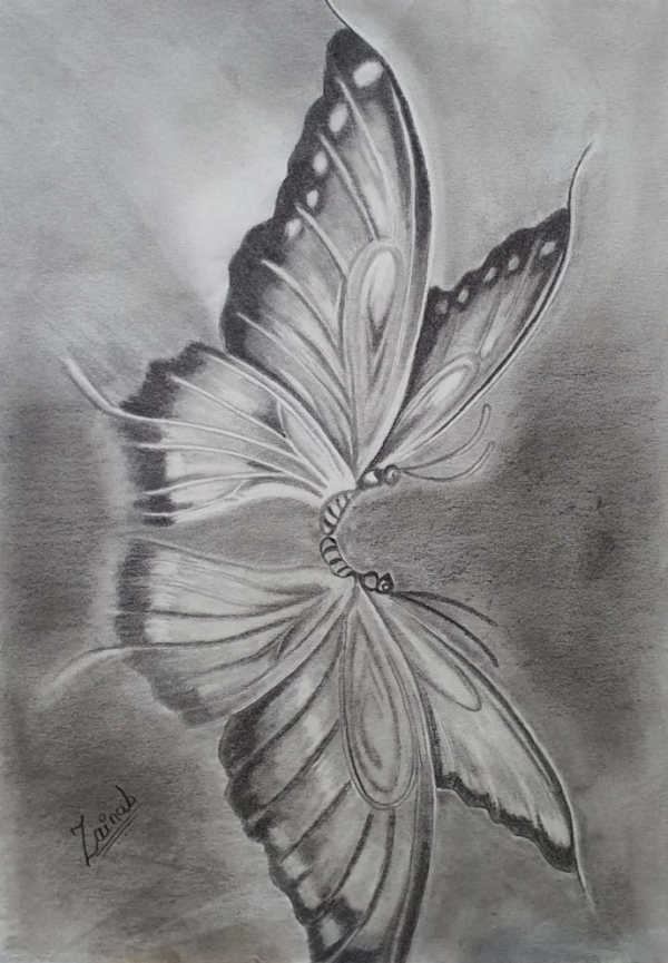 butterfly drawings in pencil side view