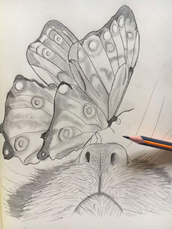 Beautiful Simple Butterfly Drawings In Pencil