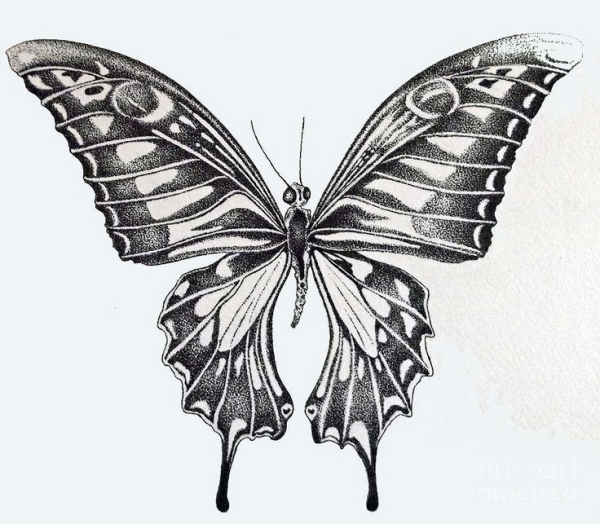 Beautiful Simple Butterfly Drawings In Pencil