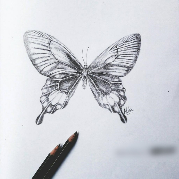 Beautiful Simple Butterfly Drawings In Pencil