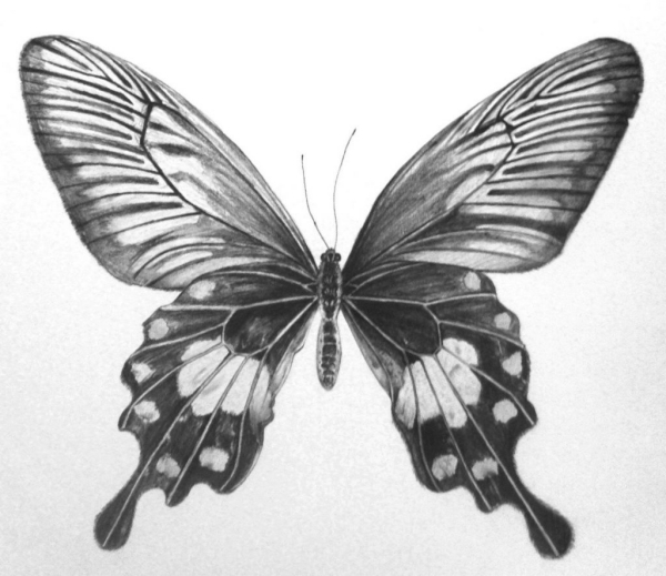 Beautiful Simple Butterfly Drawings In Pencil