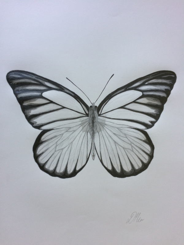 Beautiful Simple Butterfly Drawings In Pencil