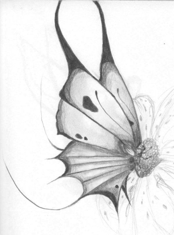 40 Beautiful Simple Butterfly Drawings In Pencil - Hobby Lesson