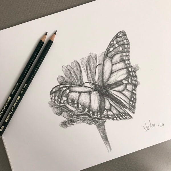 Beautiful Simple Butterfly Drawings In Pencil