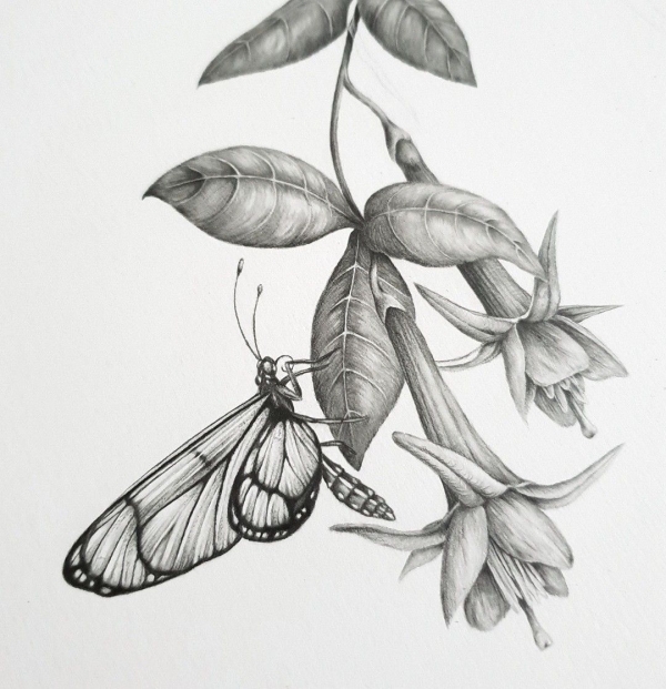 Beautiful Simple Butterfly Drawings In Pencil