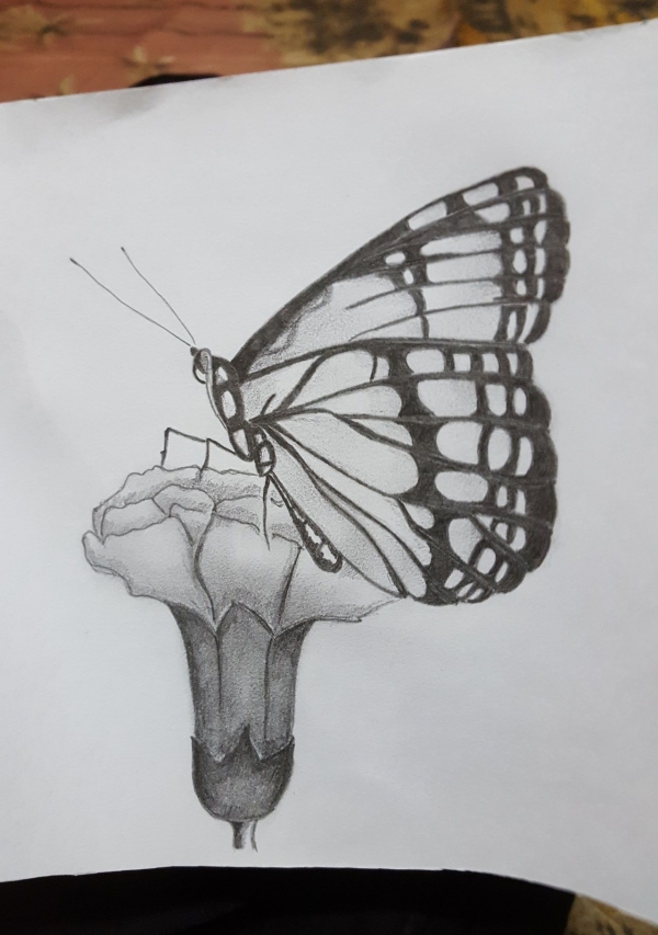 Beautiful Simple Butterfly Drawings In Pencil