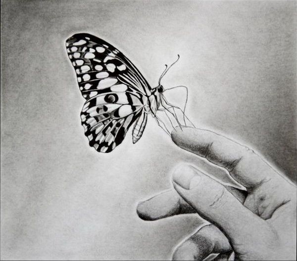 Beautiful Simple Butterfly Drawings In Pencil