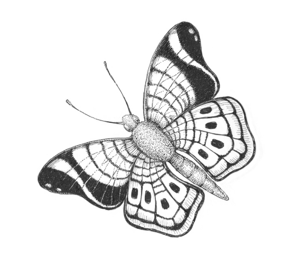 Beautiful Simple Butterfly Drawings In Pencil