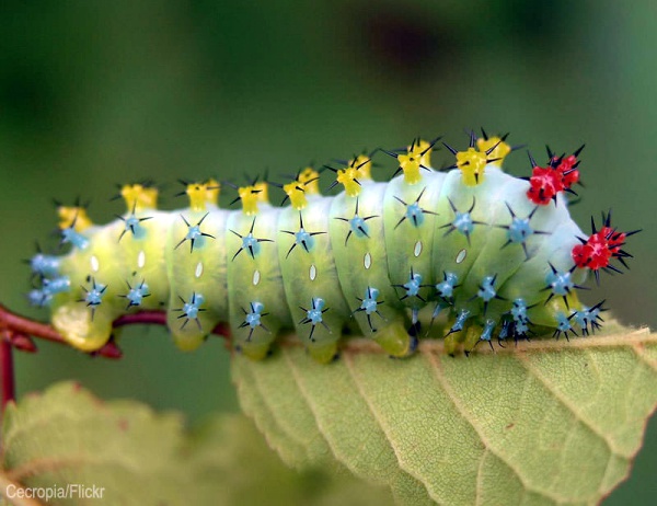 How to Keep Caterpillar Out from Your Garden