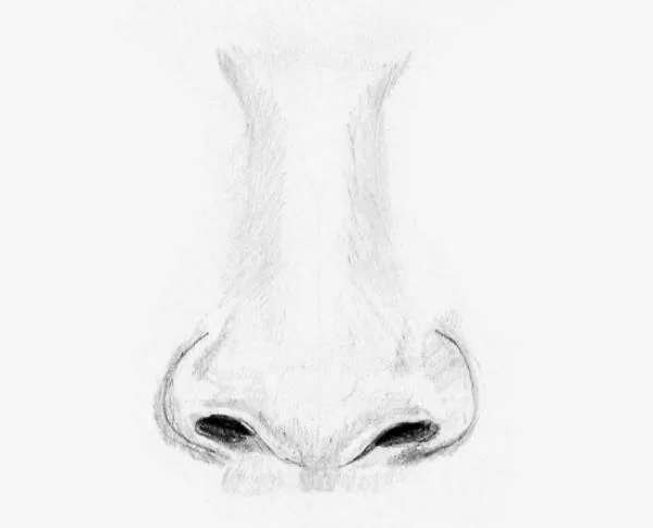 How to Draw a Nose